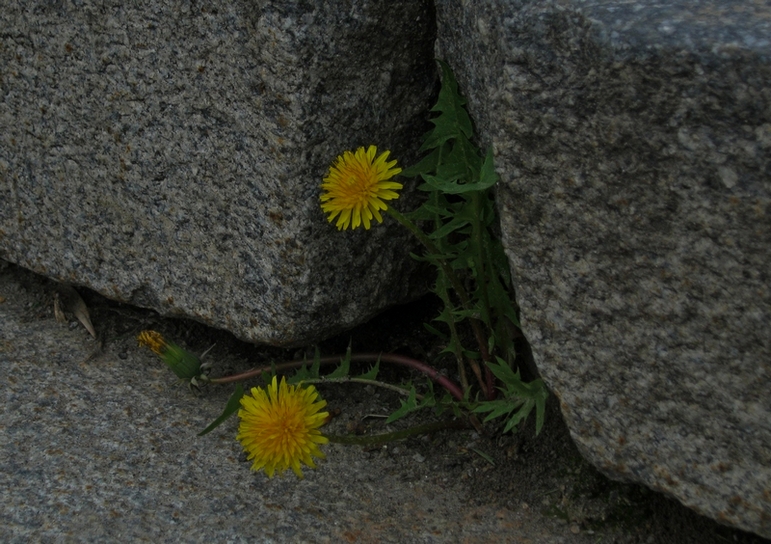 ���������� .