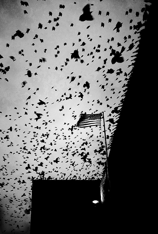 ���������� Angry Birds