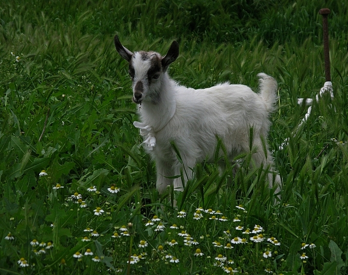 ���������� .