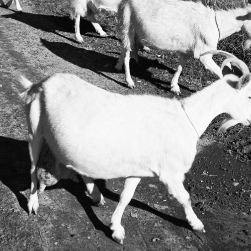 ���������� ����������