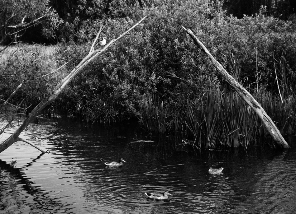 ���������� *