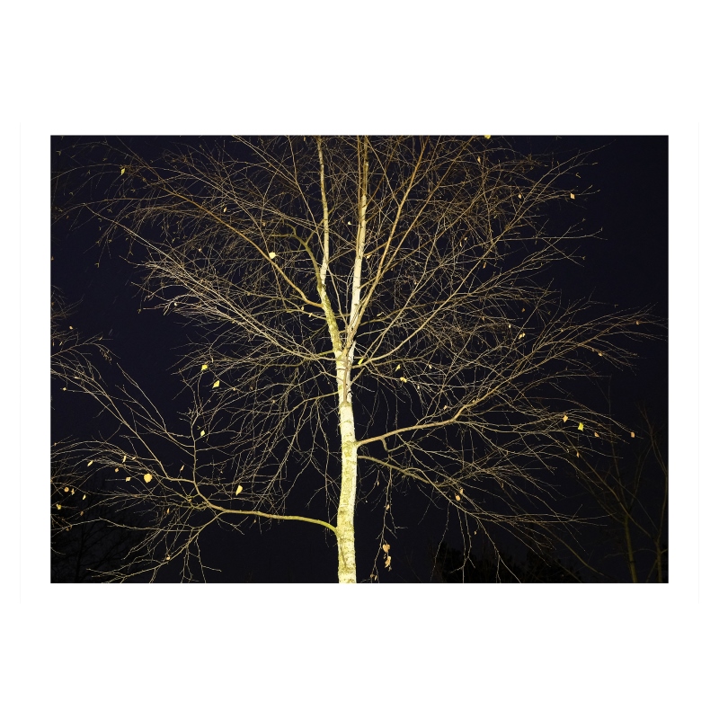 ���������� 1562