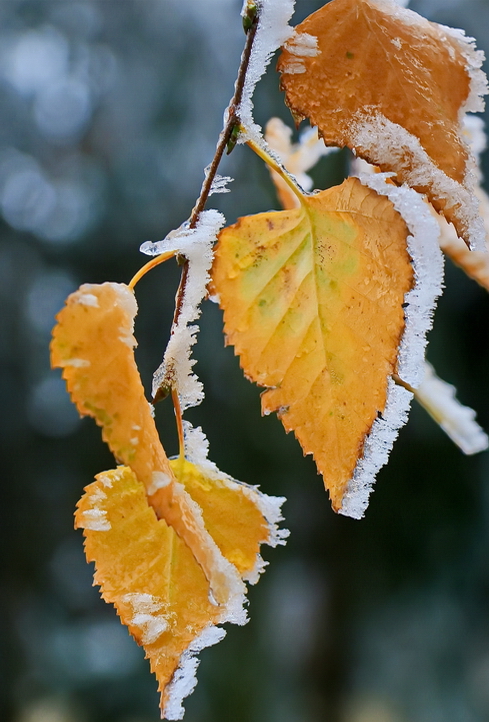 ���������� ***