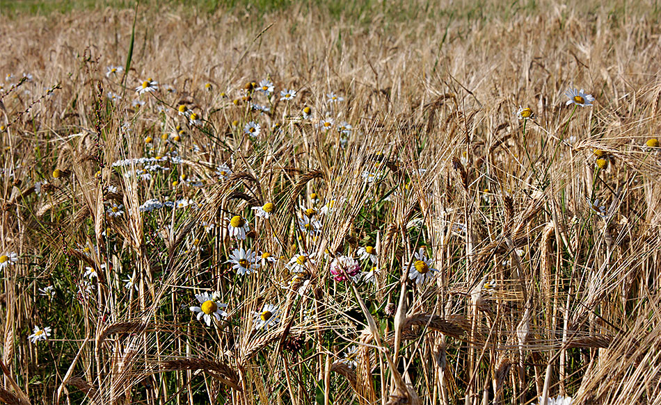 ���������� ���-�����, ���-�������)