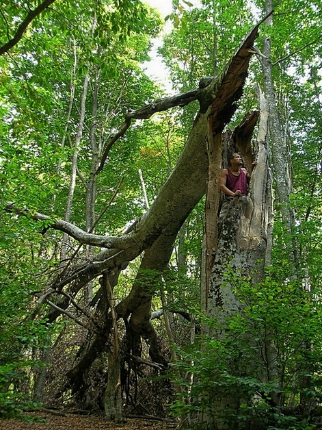 ���������� .