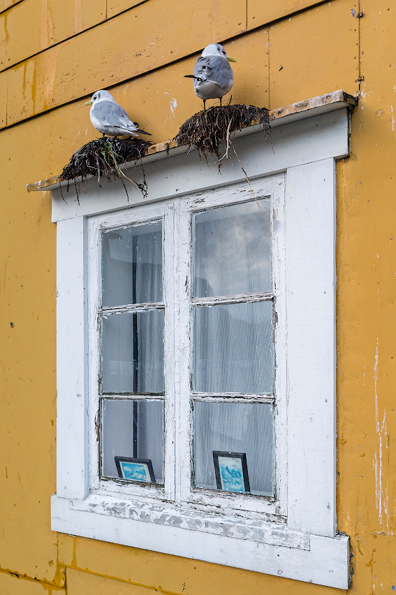 ���������� ***