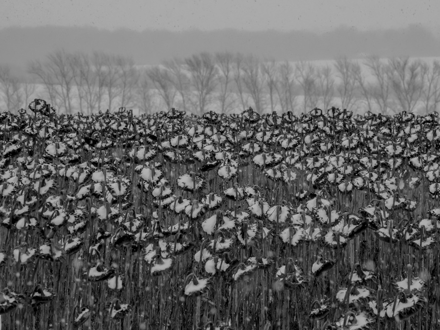 ���������� ***