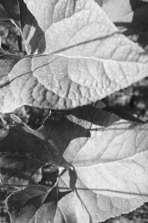 ���������� ����������