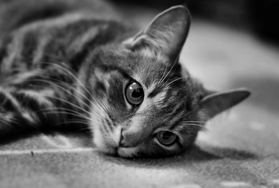 ���������� ���.�����.����� *