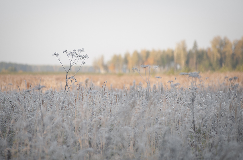 ���������� ***