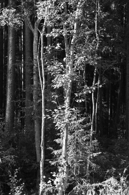 ���������� ����������