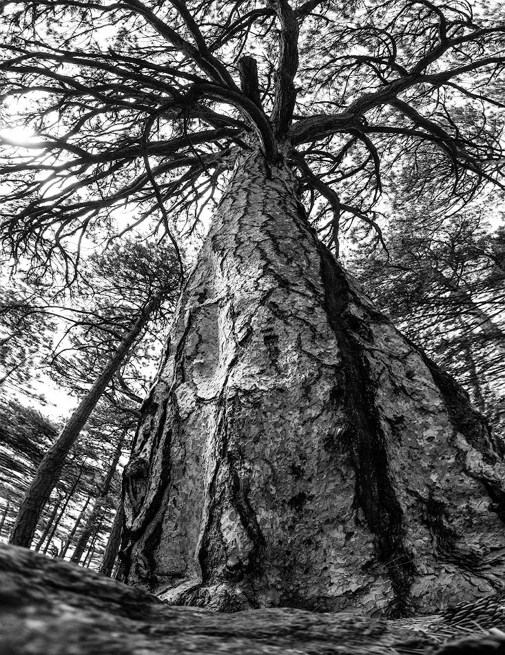 ���������� ����������