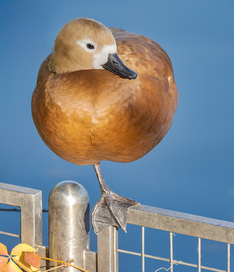 ���������� ���� ���� �� � �����