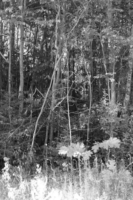 ���������� ����������