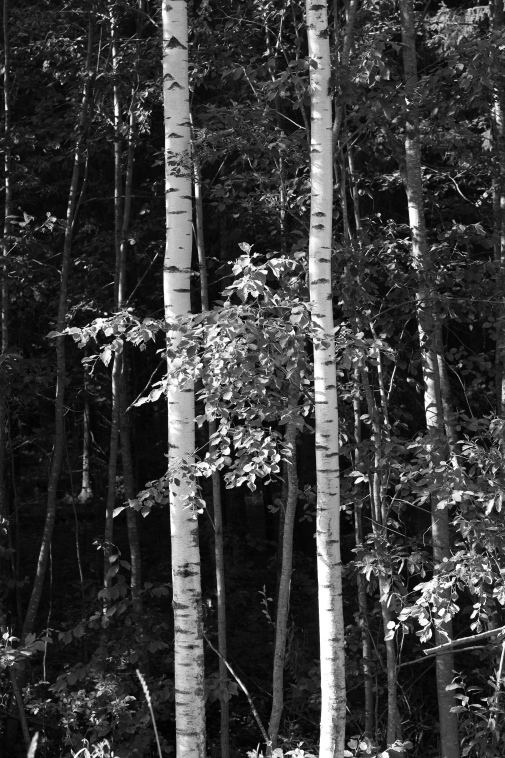 ���������� ����������