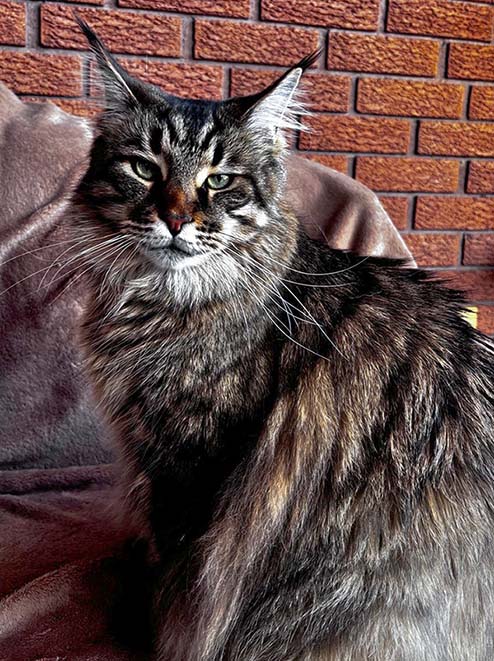 ���������� ������