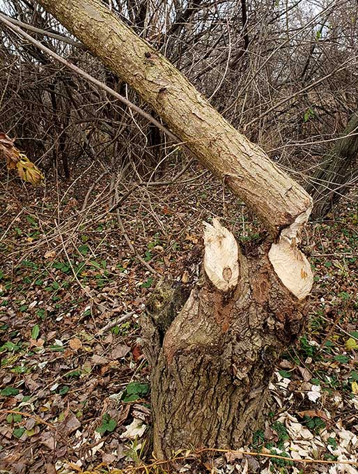 ���������� ������������ �����