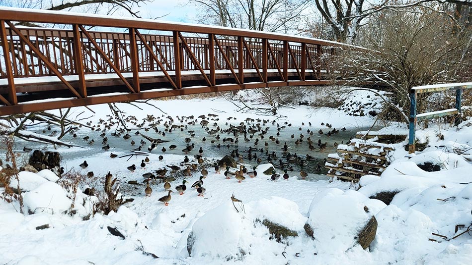 ���������� ������ �����