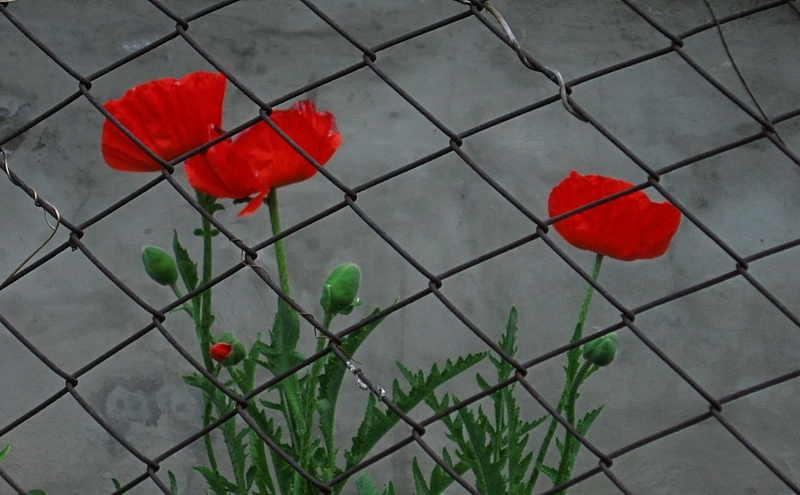 ���������� .