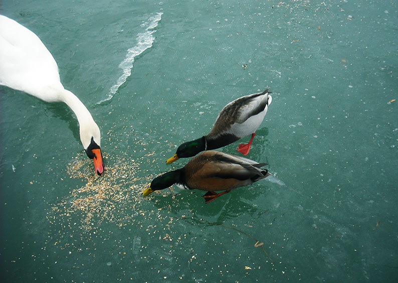 ���������� ��������� ����