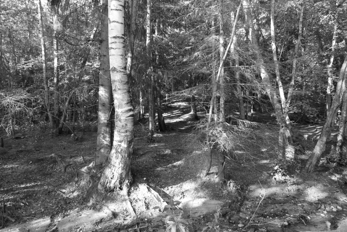 ���������� ����������