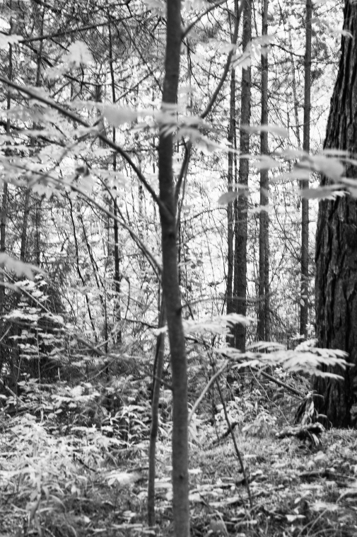 ���������� ����������