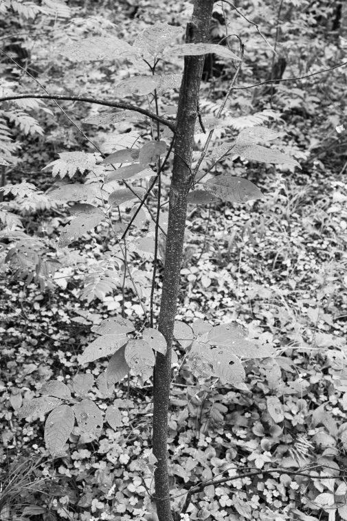 ���������� ����������