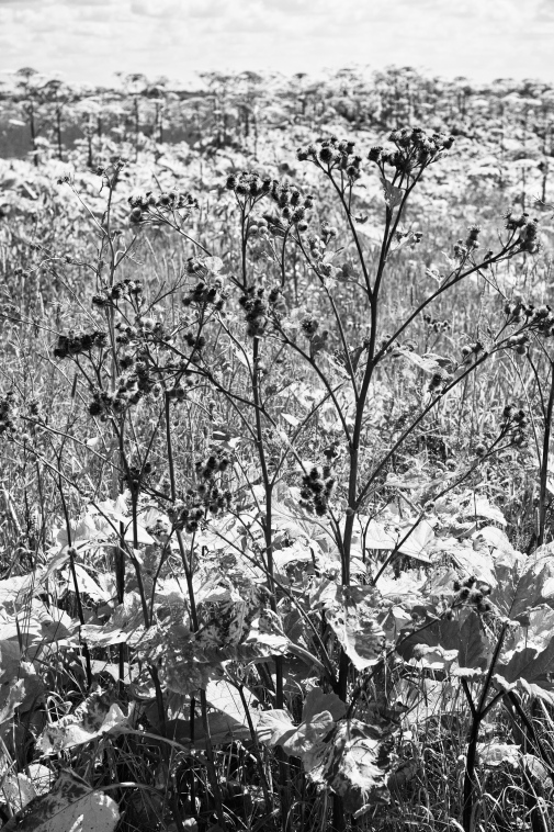 ���������� ����������