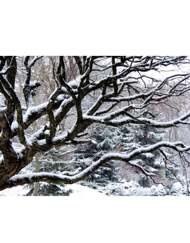 ���������� .