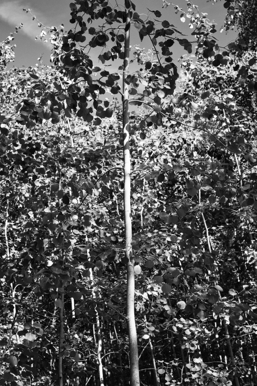 ���������� ����������