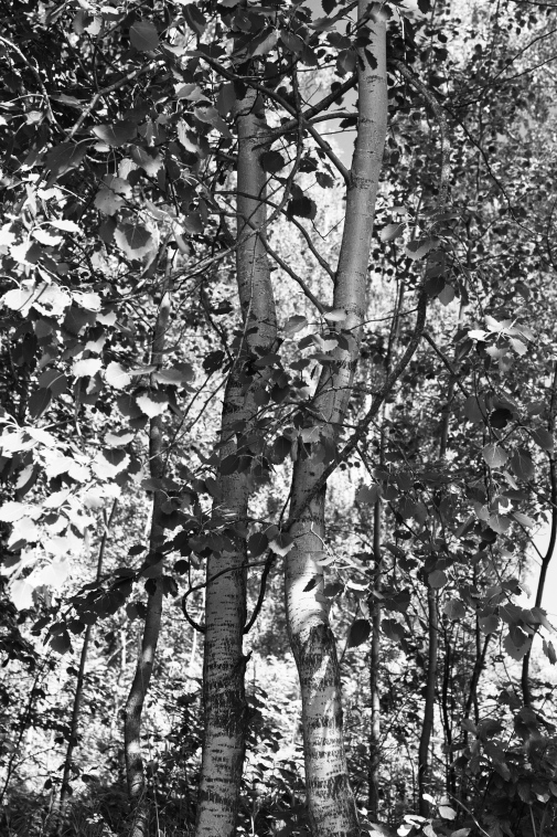 ���������� ����������