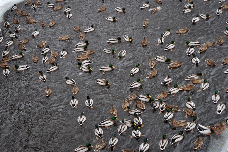 ���������� ***