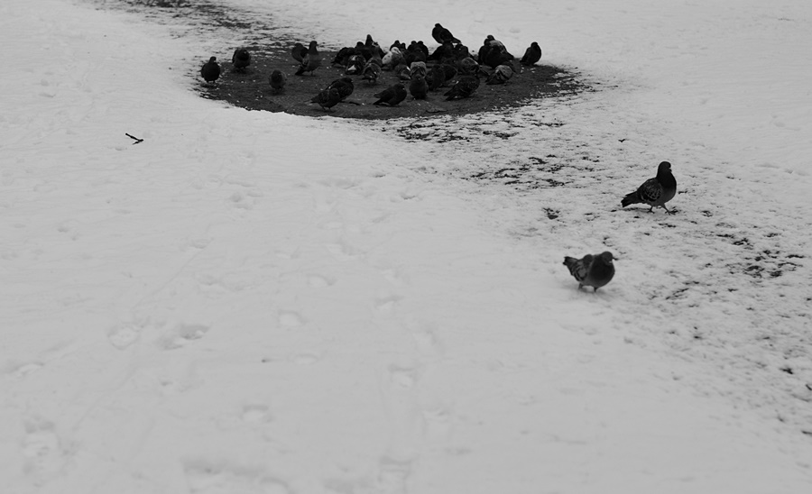 ���������� �������� �� ���_ 