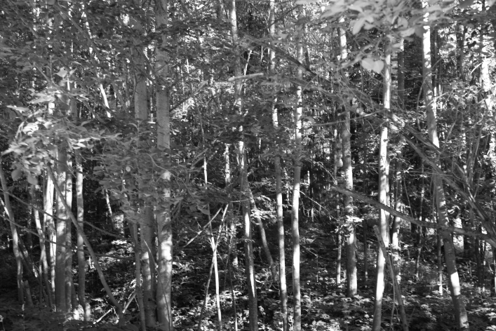 ���������� ����������