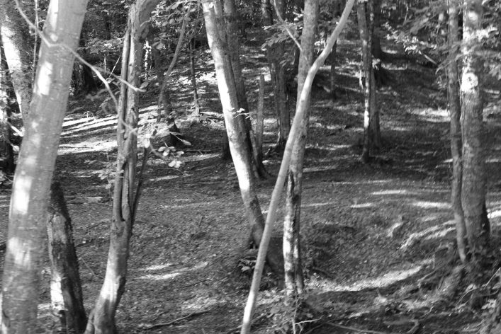 ���������� ����������