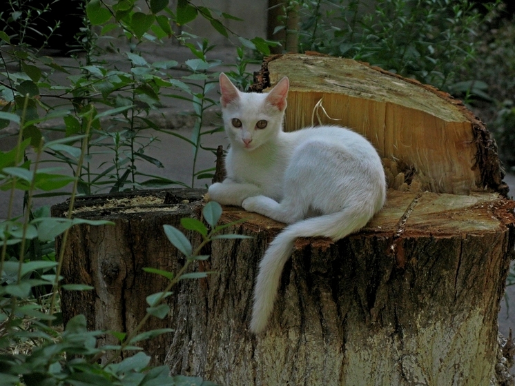 ���������� .