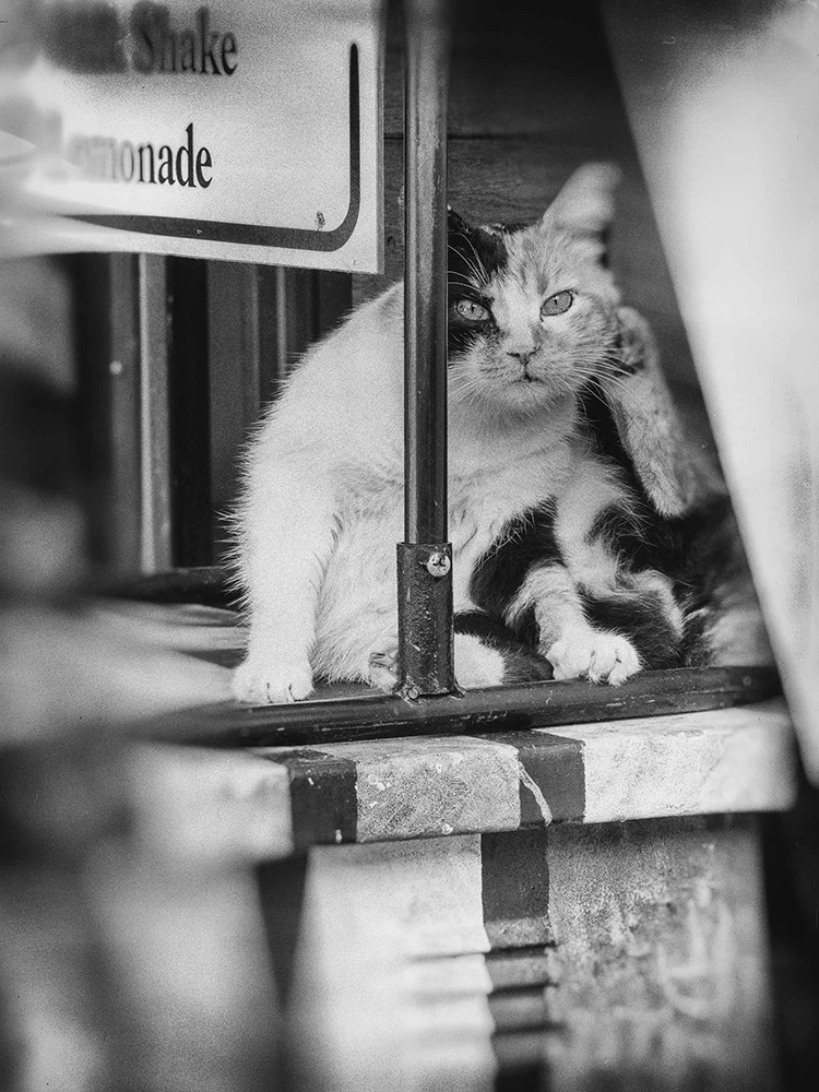 ���������� ***