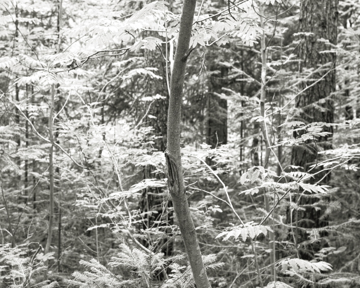 ���������� ����������