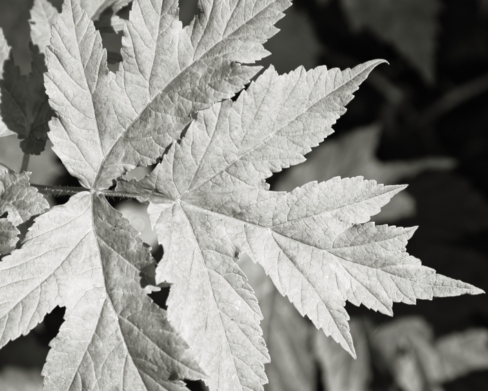 ���������� ����������