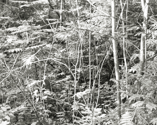 ���������� ����������