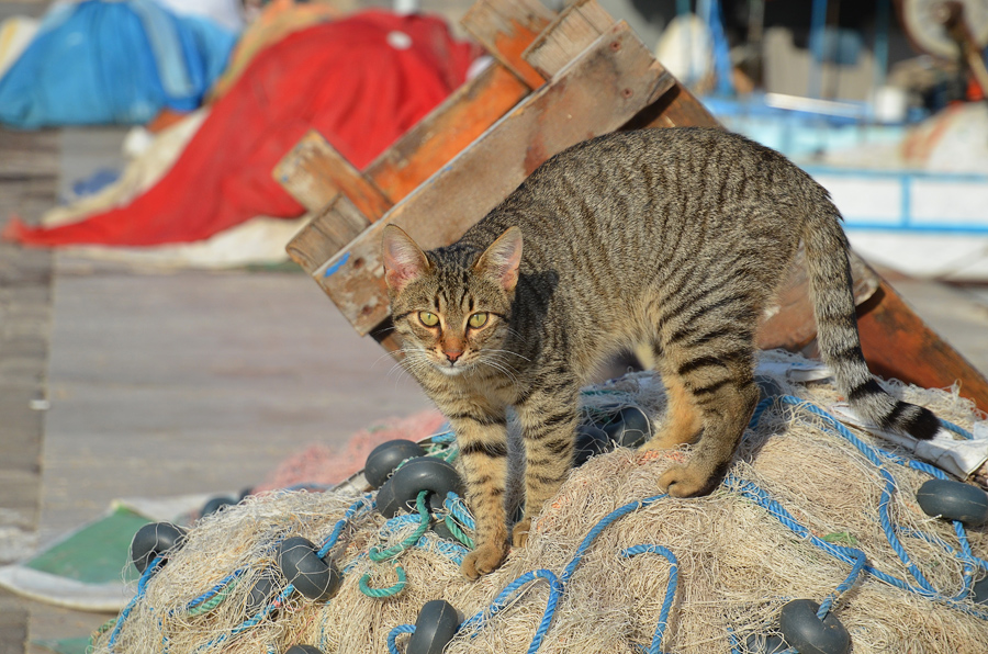 ���������� ***