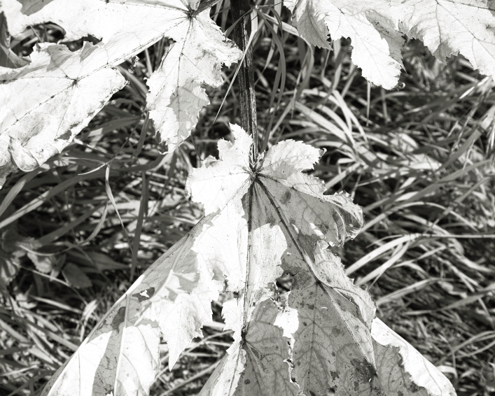 ���������� �����������