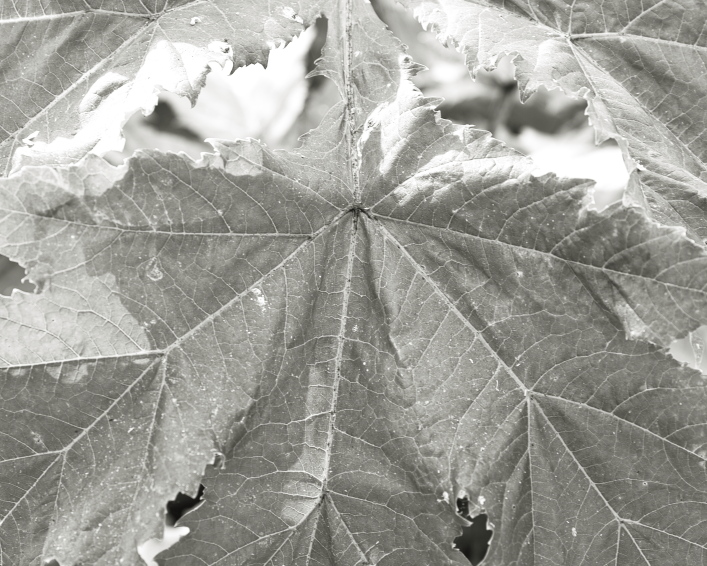 ���������� ����������