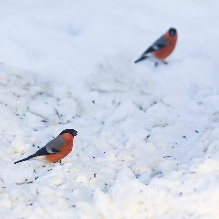 ���������� ���������