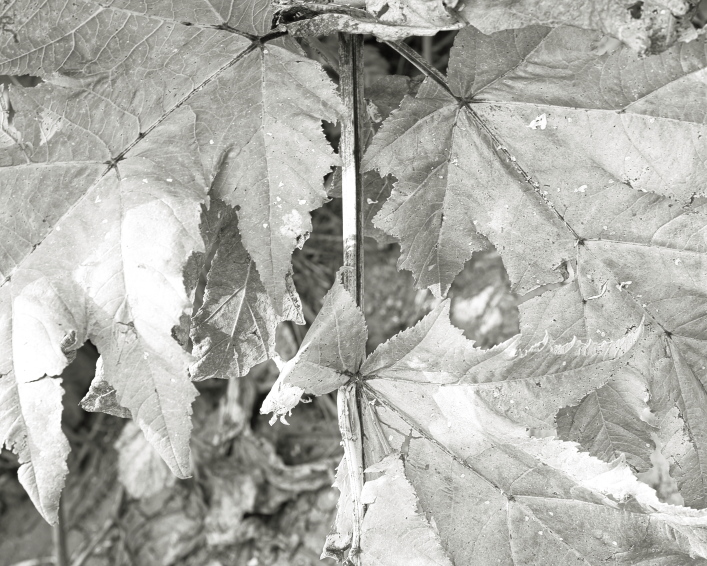 ���������� ����������