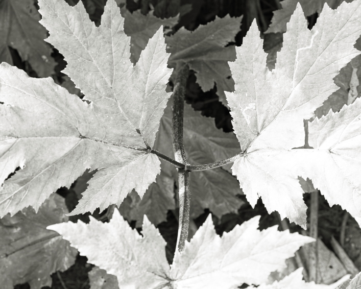 ���������� ����������