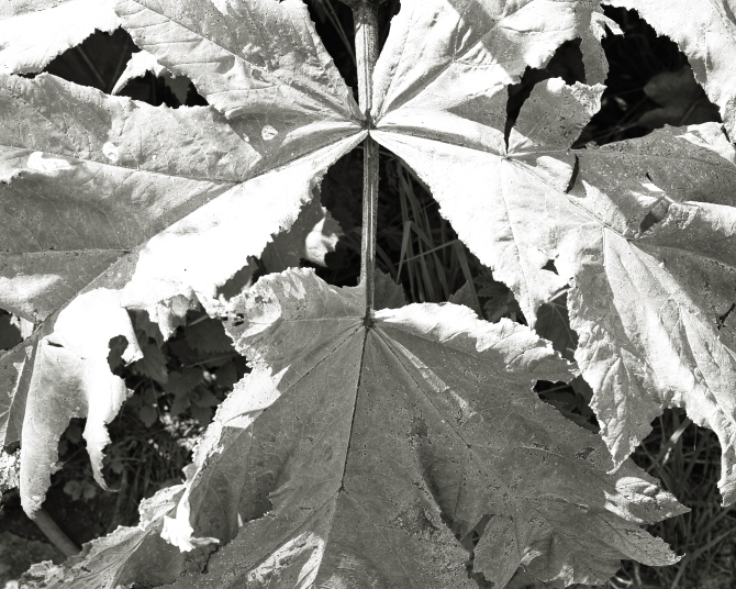 ���������� ����������