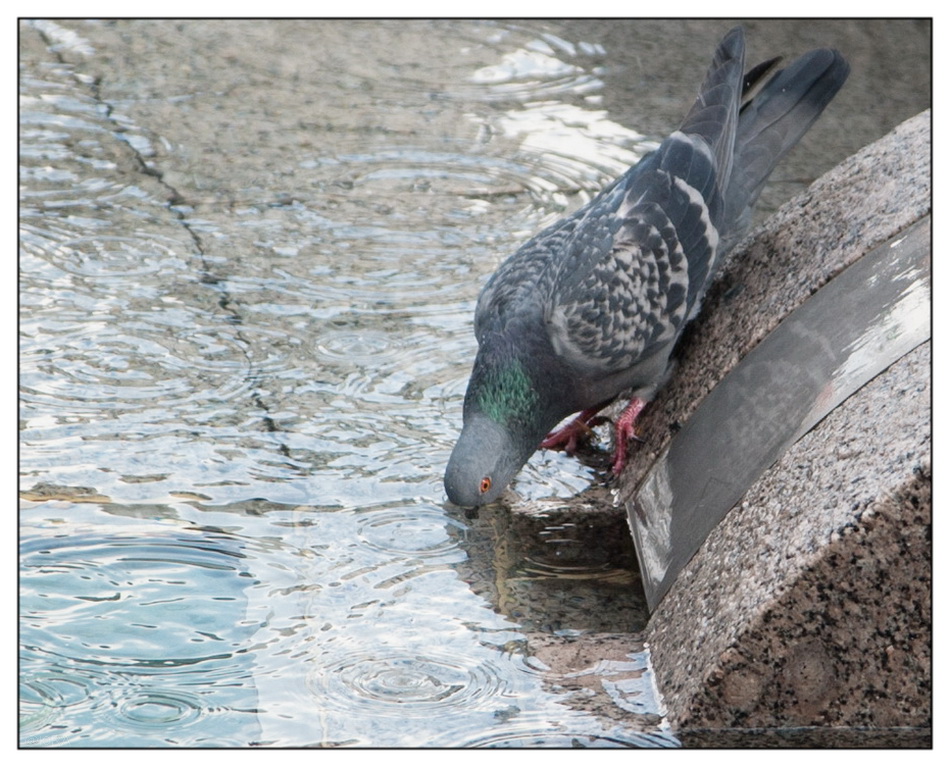 ���������� ����������� ������