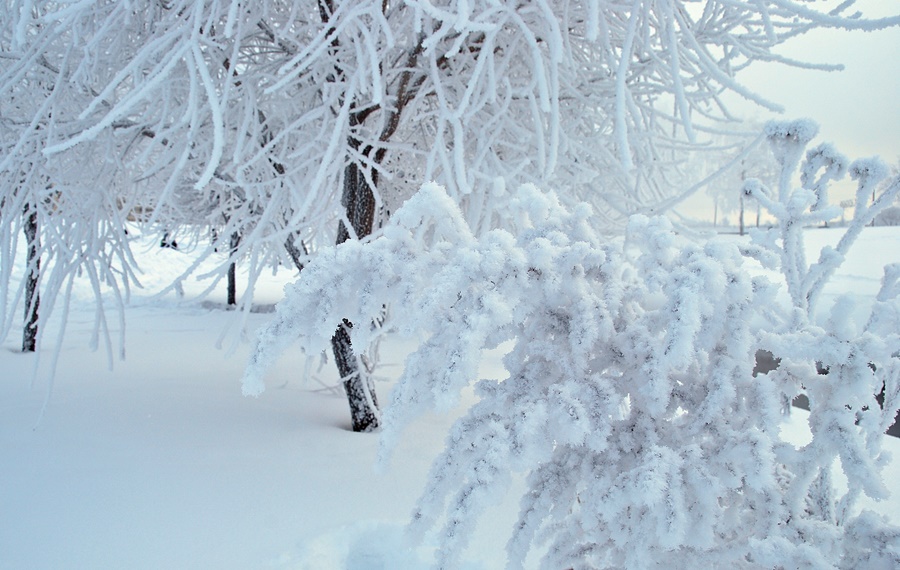 ���������� ***