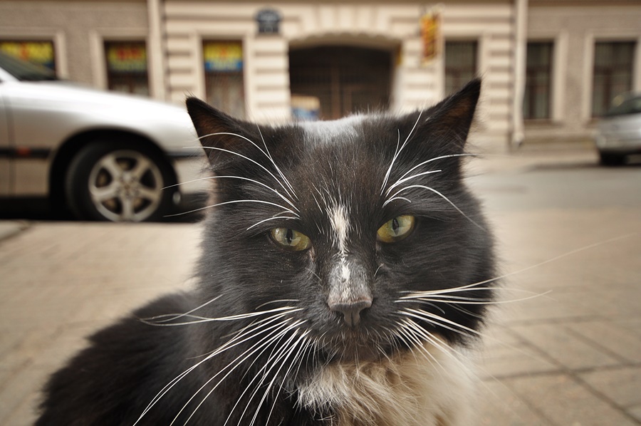 ���������� ***